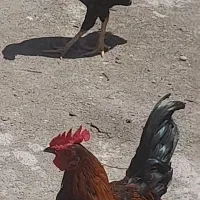 خروس
