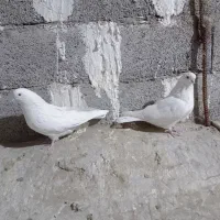 دوتا نر تهرانی