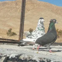 کبوتر|پرنده|شیراز, محمدیه|دیوار