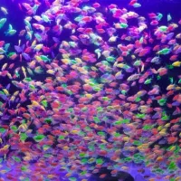 ماهی کالرویدو