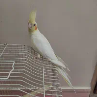 عروس هلندی جوان و سالم