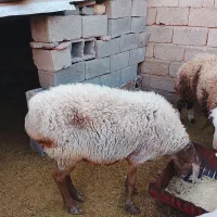 میش چینی آبستن