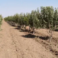 یک هکتار زمین. مجوز گاوداری 100راسی و باغ سیب|فروش دفتر صنعتی، کشاورزی، تجاری|تهران, آذری|دیوار