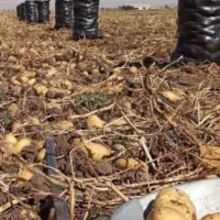 سیب زمینی فابولا مدل ۱۴۰۲