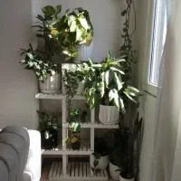 گلدان و گل طبیعی|گل و گیاه طبیعی|کرج, گلشهر|دیوار