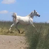 مادیان درهشور|اسب و تجهیزات اسبسواری|شهرکرد, |دیوار