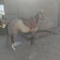 اسب جوان نژاد ترکمن