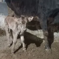 گاو گوساله شیری ۱۵ کیلوشیر گوساله نر سویسی اصل