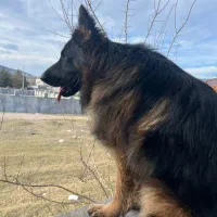 ژرمن اصلی و‌ ورک ژرمن