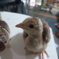 طاووس یک هفته