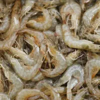 استخدام نیروی خانم و اقا در شرکت میگو