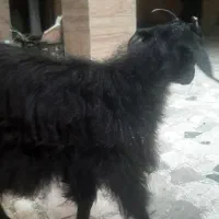 بز سه ماهه