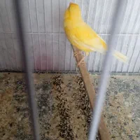 یک قناری ماده|پرنده|اردبیل, |دیوار