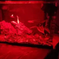 آکواریوم شیشه خم