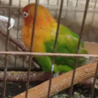 کوتوله ماده دستی