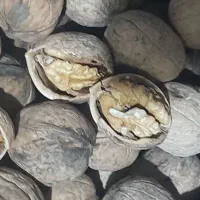 گردوی سفید وخوش مزه