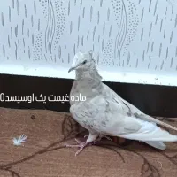 کبوتر برای فروش بازدیدسوسنگرد|پرنده|اهواز, کمپلو شمالی|دیوار