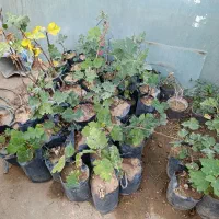 نهال انجیر استهبان|گل و گیاه طبیعی|شیراز, دشت چنار|دیوار
