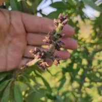 فروش انواع نهالهای اصلاح شده پیوندی|خدمات باغبانی و درختکاری|خسروشاه, |دیوار