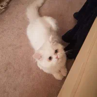 گربه پرشین نر ۱ساله با شناسنامه و واکسن