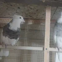 تعدادی‌طوقی|پرنده|بیجار, |دیوار