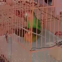 طوطی برزیلی سخنگو