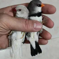 فنچ الماسی