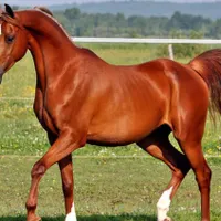 نگهداری اسب میپذیرم