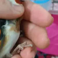 سهره کرمونشاهی بخون