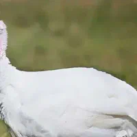 بوقلمون بیوتی نر دوماهه