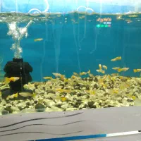 بارجدیدرسید|ماهی|اراک, |دیوار