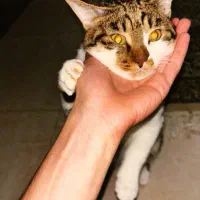 واگذاری گربه نر خانگی