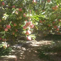 فروش سیب قرمز|عمده‌فروشی|سمیرم, |دیوار
