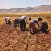 امورات کشاورزی وجین پیاز سیب زمینی و...