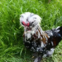 مرغ و خروس  سلطان