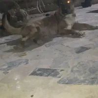 سگ ماده سراب اصیل