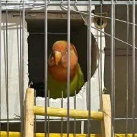 دوتا طوطی برزیلی بچه