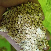 گندم|عمده‌فروشی|چناران, |دیوار