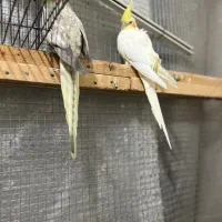 معاوضه با جوجه گرینچیک