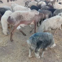 قوچ چینی|حیوانات مزرعه|شیراز, ارم|دیوار