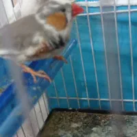 فنج|پرنده|مشهد, علی آباد|دیوار