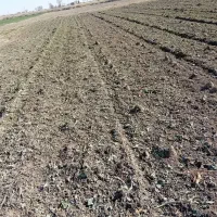 چغندر قند|عمدهفروشی|فامنین, |دیوار