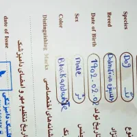 واگذاری رایگان سگ شکاری