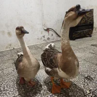 غوغاز آفریقایی زینتی اصل|حیوانات مزرعه|رشت, عینک|دیوار