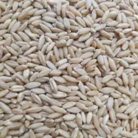 گندم بوجاری شده دیم