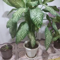 گل دیفن|گل و گیاه طبیعی|یاسوج, |دیوار