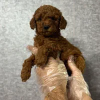 تاینی توی، پامرانین ، پیکینیز