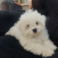 فروش سگ بیشان فرایز