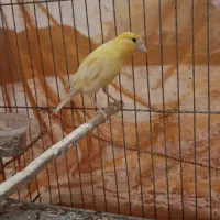 قناری نر و ماده