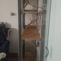 قفس عروس هلندی فنچ مرغ عشق کوتوله برزیلی|لوازم جانبی حیوانات|مشهد, شهید شهریاری|دیوار